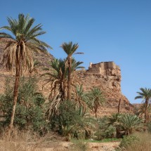Palm trees with Agadir Aguellouy